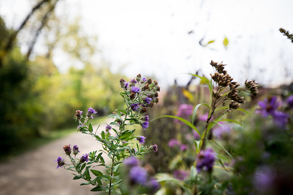 flowering shrub