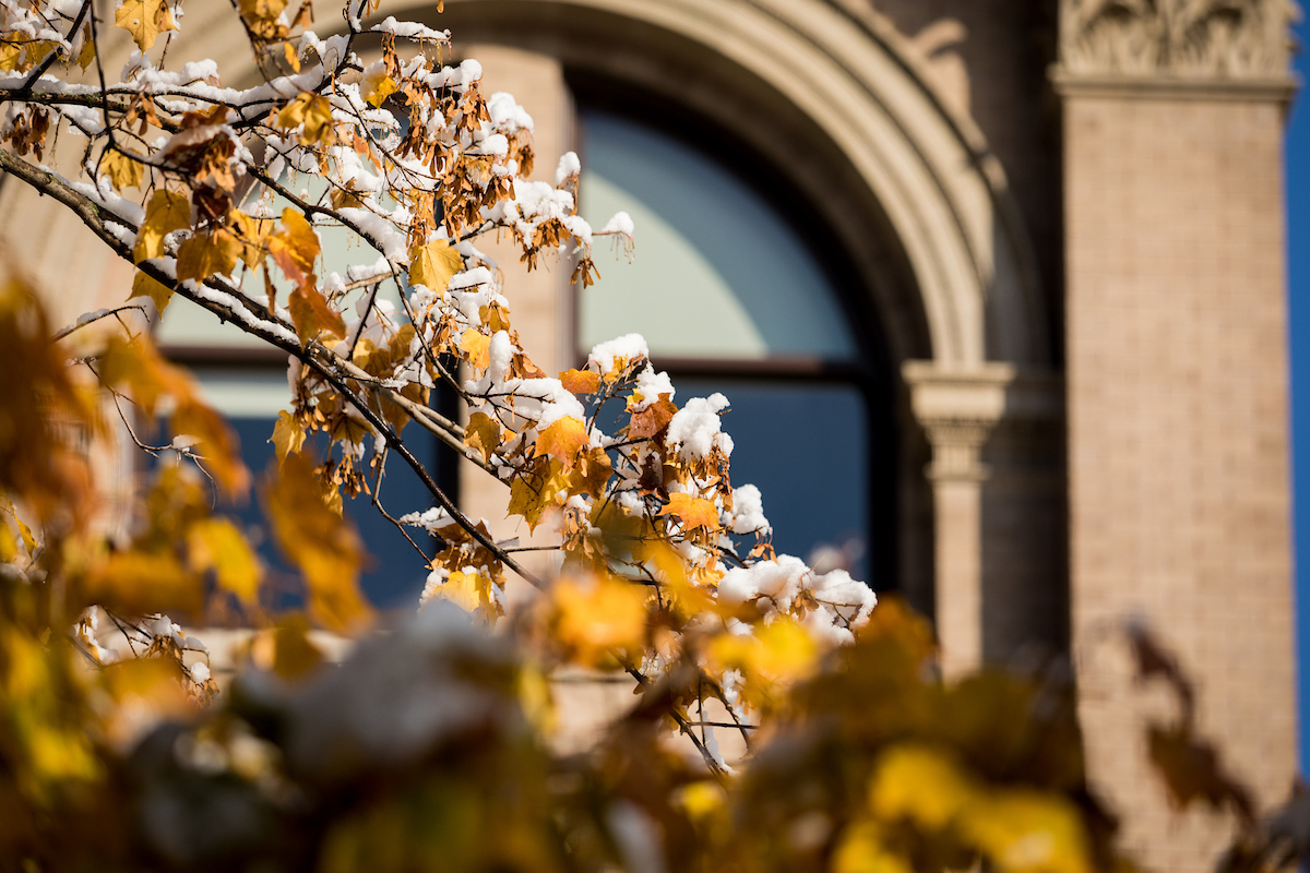 frosted leaves at uw madison